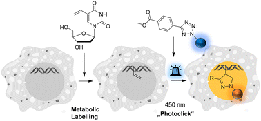 Graphical abstract: Metabolic labelling of DNA in cells by means of the “photoclick” reaction triggered by visible light