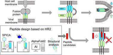 Graphical abstract: Helix-based screening with structure prediction using artificial intelligence has potential for the rapid development of peptide inhibitors targeting class I viral fusion
