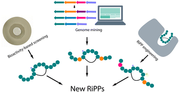 Graphical abstract: Discovery and engineering of ribosomally synthesized and post-translationally modified peptide (RiPP) natural products