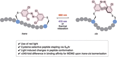Graphical abstract: Red-light modulated ortho-chloro azobenzene photoswitch for peptide stapling via aromatic substitution
