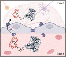 Graphical abstract: BrainBike peptidomimetic enables efficient transport of proteins across brain endothelium
