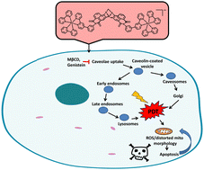 Graphical abstract: Tracking the cellular uptake and phototoxicity of Ru(ii)-polypyridyl-1,8-naphthalimide Tröger's base conjugates