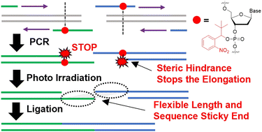 Graphical abstract: Development of PCR primers enabling the design of flexible sticky ends for efficient concatenation of long DNA fragments