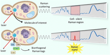 Graphical abstract: Biomedical applications, perspectives and tag design concepts in the cell – silent Raman window