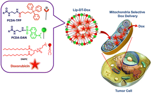Graphical abstract: Engineered triphenylphosphonium-based, mitochondrial-targeted liposomal drug delivery system facilitates cancer cell killing actions of chemotherapeutics