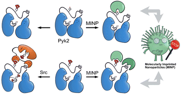 Graphical abstract: Molecularly imprinted nanoparticles reveal regulatory scaffolding features in Pyk2 tyrosine kinase