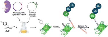 Graphical abstract: Sortase mediated protein ubiquitination with defined chain length and topology