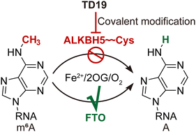 Graphical abstract: A covalent compound selectively inhibits RNA demethylase ALKBH5 rather than FTO