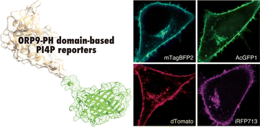 Graphical abstract: ORP9-PH domain-based fluorescent reporters for visualizing phosphatidylinositol 4-phosphate dynamics in living cells