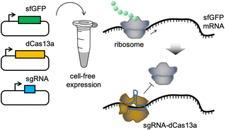 Graphical abstract: Programmable regulation of translation by harnessing the CRISPR-Cas13 system