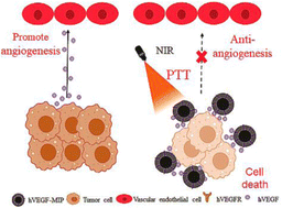 Graphical abstract: A human VEGF magnetic molecularly imprinted polymer for drug-free anti-angiogenesis and photothermal therapy of tumors