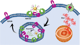 Graphical abstract: Targeted degradation of ABCG2 for reversing multidrug resistance by hypervalent bispecific gold nanoparticle-anchored aptamer chimeras