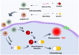 Graphical abstract: Dual stimulus-triggered bioorthogonal nanosystem for spatiotemporally controlled prodrug activation and near-infrared fluorescence imaging