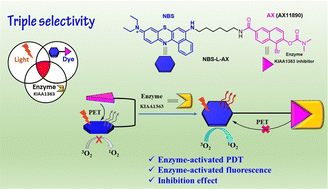 Graphical abstract: Three birds one stone: an enzyme-activatable theragnostic agent for fluorescence diagnosis, photodynamic and inhibitor therapies