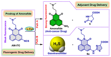 Graphical abstract: Cysteine-responsive prodrug of the anti-cancer drug amonafide: fluorogenic adjuvant drug delivery with hydrogen sulfide (H2S)