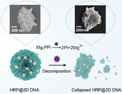 Graphical abstract: Self-assembly of protein–DNA superstructures for alkaline phosphatase detection in blood