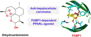 Graphical abstract: Dihydroartemisinin engages liver fatty acid binding protein and suppresses metastatic hepatocellular carcinoma growth