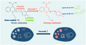 Graphical abstract: Water-soluble fluorescent probes for differentiating cancer cells and normal cells by tracking lysosomal viscosity