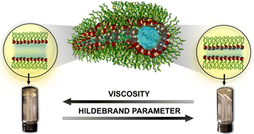 Graphical abstract: Probing water mobility in confining channels of reverse wormlike micelles