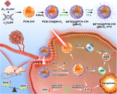 Graphical abstract: Tumor-targeted nanoflowers regulate glutamine metabolism and amplify oxidative stress for synergistic therapy