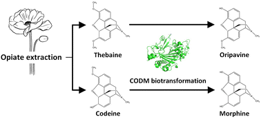 Graphical abstract: An industrially applicable Escherichia coli platform for bioconversion of thebaine to oripavine and codeine to morphine