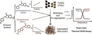 Graphical abstract: Tailoring the positive and negative solvatochromism for chalcone analogues to detect heterozygous protein co-aggregation