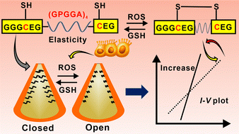 Graphical abstract: Accurate detection of reactive oxygen species by tuning an elastic motif (GPGGA)4 in nanopores