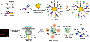 Graphical abstract: CRISPR/Cas12a-enhanced single-molecule counting for sensitive detection of flap endonuclease 1 activity at the single-cell level