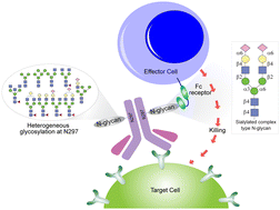 Graphical abstract: Study on antibody Fc-glycosylation for optimal effector functions