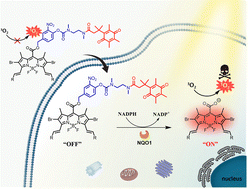 Graphical abstract: Design and synthesis of a NAD(P)H:quinone oxidoreductase 1-activatable photosensitiser for controlled photodynamic therapy