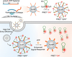 Graphical abstract: programmably engineered FRET-nanoflare for ratiometric live–cell ATP imaging with anti-interference capability