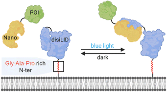 Graphical abstract: A disordered tether to iLID improves photoswitchable protein patterning on model membranes