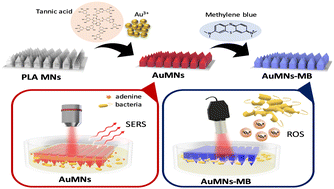 Graphical abstract: Polyphenol-assisted assembly of Au-deposited polylactic acid microneedles for SERS sensing and antibacterial photodynamic therapy