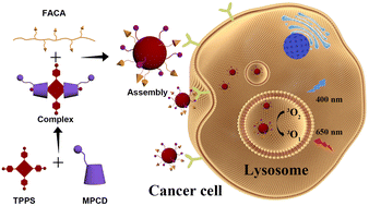 Graphical abstract: Morpholine-modified permethyl β-cyclodextrin supramolecular nanoparticles for precise dual-targeted imaging