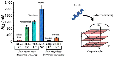 Graphical abstract: The anticancer peptide LL-III binds with nanomolar affinity to human telomeric and cMyc G-quadruplexes