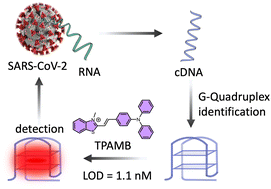 Graphical abstract: Coronavirus genomic cDNA derived G-quadruplex as a selective target for fluorometric detection