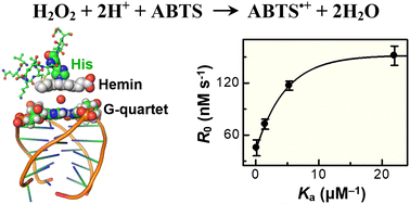 Graphical abstract: Construction of “peptide-hemin/DNA” hybrid-complexes and their peroxidase activities