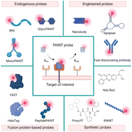 Graphical abstract: Beyond DNA: new probes for PAINT super-resolution microscopy