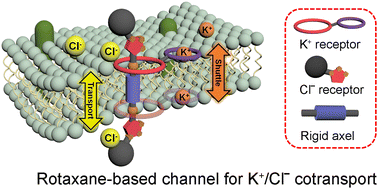 Graphical abstract: A rigid-axle-based molecular rotaxane channel facilitates K+/Cl− co-transport across a lipid membrane