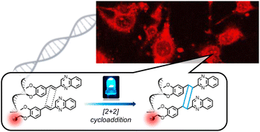 Graphical abstract: DNA labelling in live cells via visible light-induced [2+2] photocycloaddition