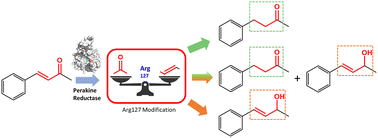 Graphical abstract: Switching the chemoselectivity of perakine reductase for selective reduction of α,β-unsaturated ketones by Arg127 mutation