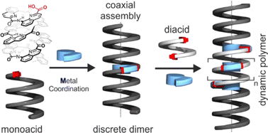 Graphical abstract: Coaxial assembly of helical aromatic foldamers by metal coordination
