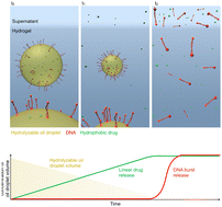 Graphical abstract: Hydrolyzable emulsions as a dual release platform for hydrophobic drugs and DNA