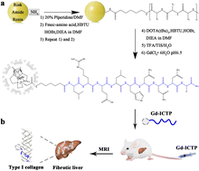 Graphical abstract: A robust collagen-targeting MRI peptide contrast agent for in vivo imaging of hepatic fibrosis