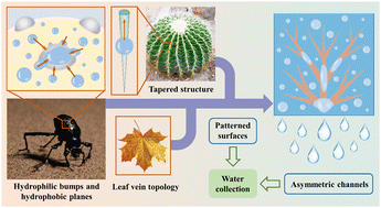 Graphical abstract: Design and construction of a Laplace and wettability gradient field for efficient water collection