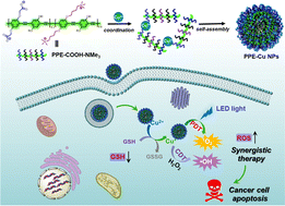 Graphical abstract: Copper coordination-based conjugated polymer nanoparticles for synergistic photodynamic and chemodynamic therapy