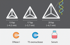 Graphical abstract: The role of size in biostability of DNA tetrahedra