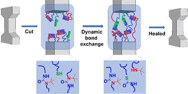 Graphical abstract: Self-reinforced and self-healing dynamic covalent polymeric networks with shifting chemical structures