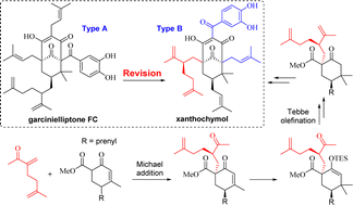 Graphical abstract: Total synthesis and structural reassignment of garcinielliptone FC, a polycyclic polyprenylated acylphloroglucinol with diverse bioactivity