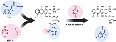 Graphical abstract: Tetrazine-induced activation of a trimethyl lock as a click-to-release system for protected doxorubicin